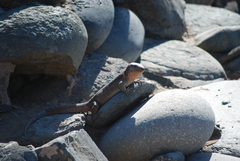 Gallotia stehlini