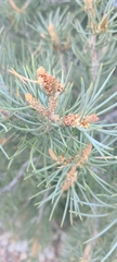 Pinus monophylla
