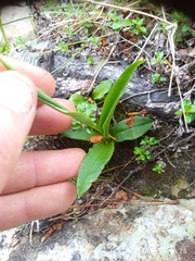 Pterostylis oliveri