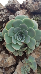 Aeonium