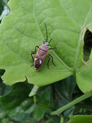 Heteroptera
