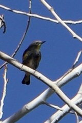Setophaga coronata