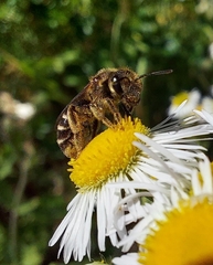 Halictus rubicundus