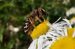 Halictus rubicundus