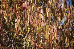 Amyema miquelii