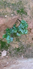 Marchantia polymorpha