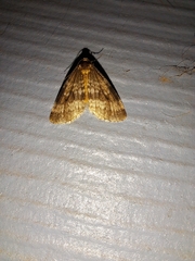 Operophtera occidentalis