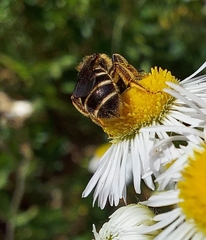 Halictus rubicundus