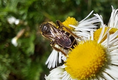 Halictus rubicundus