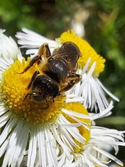 Halictus rubicundus