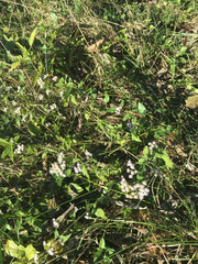 Fleischmannia incarnata