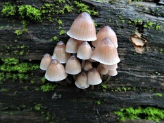 Mycena bulliformis