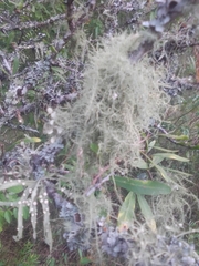 Usnea strigosa