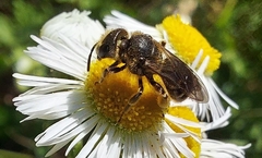 Halictus rubicundus