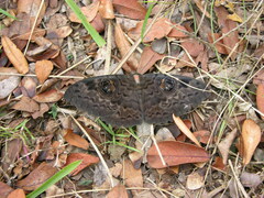 Erebus walkeri