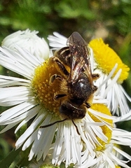Halictus rubicundus