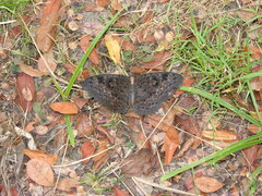 Erebus walkeri
