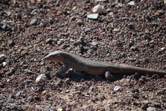 Gallotia stehlini