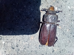 Mallodon spinibarbis