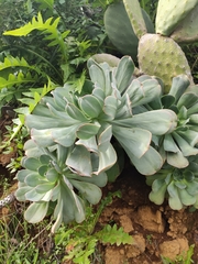 Aeonium hierrense