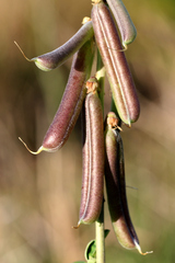 Crotalaria pallida