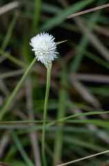 Cyperus ascocapensis