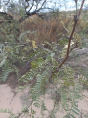Prosopis