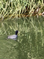 Fulica americana