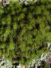 Pulvigera