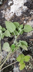 Parietaria debilis