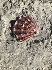 Nodipecten fragosus