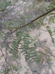 Prosopis