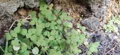 Parietaria debilis