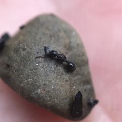 Temnothorax longispinosus