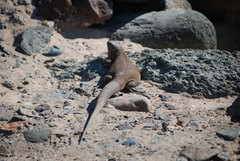 Gallotia stehlini