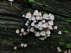 Mycena bulliformis