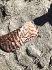 Arca zebra