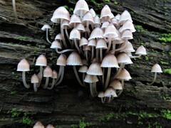 Mycena bulliformis