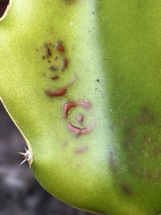 Botryosphaeria dothidea