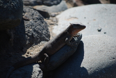 Gallotia stehlini