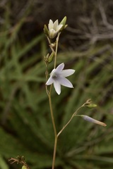 Conanthera campanulata
