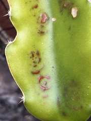 Botryosphaeria dothidea