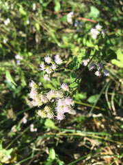 Fleischmannia incarnata