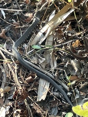 Nerodia fasciata pictiventris