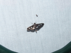 Desmia subdivisalis