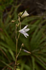 Conanthera campanulata