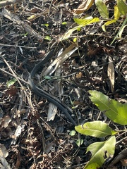 Nerodia fasciata pictiventris