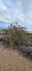 Juniperus osteosperma