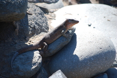Gallotia stehlini