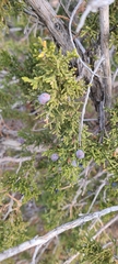 Juniperus osteosperma